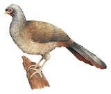 Chaco Chachalaca Illustration