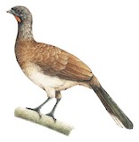 White-bellied Chachalaca Illustration