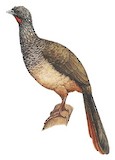 Colombian Chachalaca Illustration