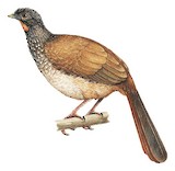 Speckled Chachalaca Illustration