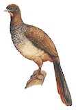 Scaled Chachalaca Illustration