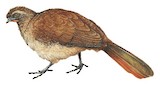 Buff-browed Chachalaca Illustration