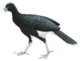 Blue-billed Curassow Illustration