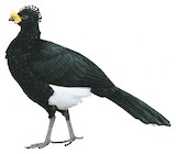 Yellow-knobbed Curassow Illustration