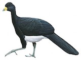 Black Curassow Illustration