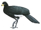 Bare-faced Curassow Illustration