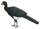 Wattled Curassow Illustration