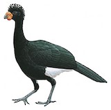 Red-billed Curassow Illustration