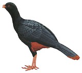 Crestless Curassow Illustration