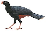 Alagoas Curassow Illustration