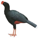 Razor-billed Curassow Illustration