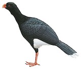 Salvin's Curassow Illustration