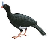 Horned Curassow Illustration