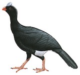 Sira Curassow Illustration