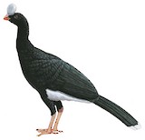 Helmeted Curassow Illustration