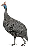 Helmeted Guineafowl Illustration