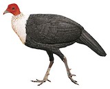 White-breasted Guineafowl Illustration