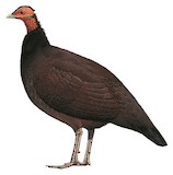 Black Guineafowl Illustration