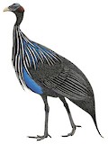 Vulturine Guineafowl Illustration