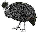 Plumed Guineafowl Illustration