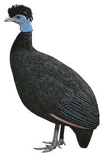 Western Crested Guineafowl - Guttera verreauxi - Birds of the World