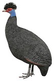 Eastern Crested Guineafowl Illustration