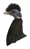 Southern Crested Guineafowl Illustration