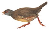 Stone Partridge Illustration