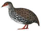 Nahan's Partridge Illustration