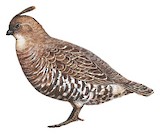 Banded Quail Illustration