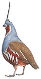 Mountain Quail Illustration