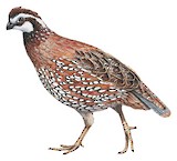 Northern Bobwhite Illustration