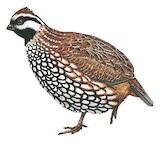 Yucatan Bobwhite Illustration