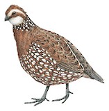 Spot-bellied Bobwhite Illustration