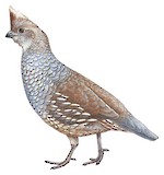 Scaled Quail Illustration