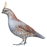 Elegant Quail Illustration