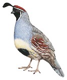 Gambel's Quail Illustration