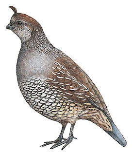 California Quail - Callipepla californica - Birds of the World