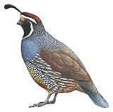 California Quail Illustration