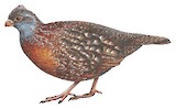 Bearded Wood Partridge Illustration