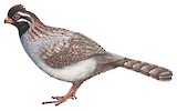 Long-tailed Wood Partridge Illustration