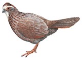 Buffy-crowned Wood Partridge Illustration