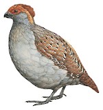 Spot-winged Wood Quail Illustration