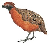 Black-eared Wood Quail Illustration