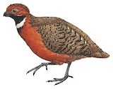 Rufous-fronted Wood Quail Illustration