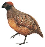 Black-fronted Wood Quail Illustration