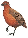 Chestnut Wood Quail Illustration