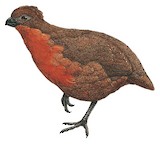 Dark-backed Wood Quail Illustration