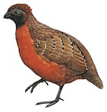 Rufous-breasted Wood Quail Illustration