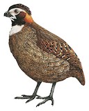 Tacarcuna Wood Quail Illustration